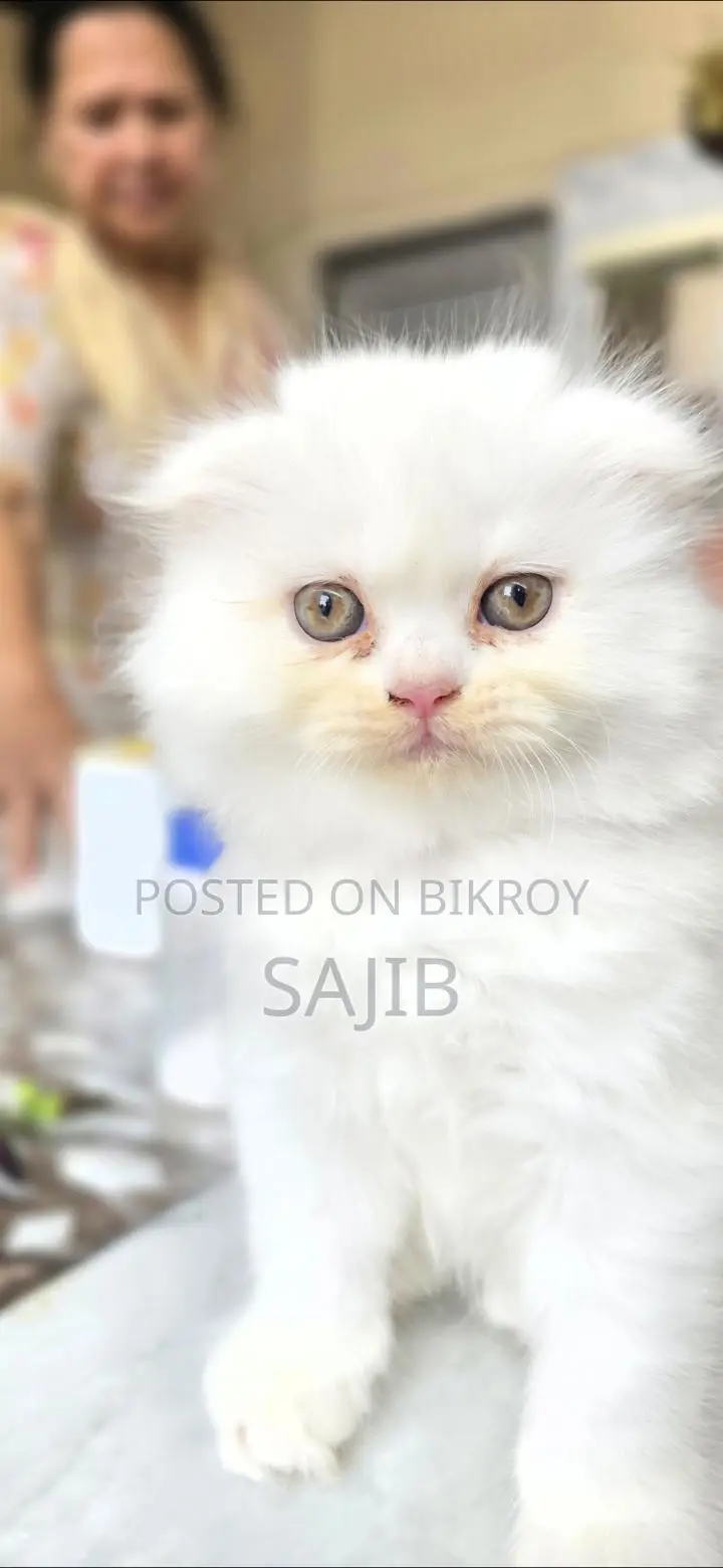 pure scottish fold female