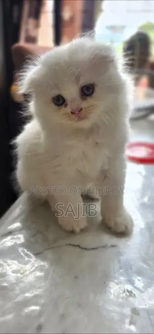 pure scottish fold female