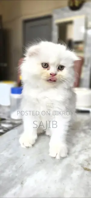 pure scottish fold female