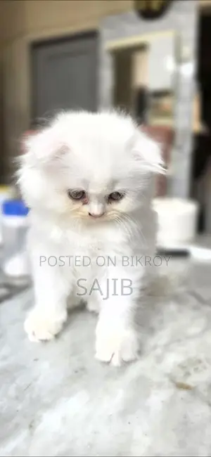 pure scottish fold female