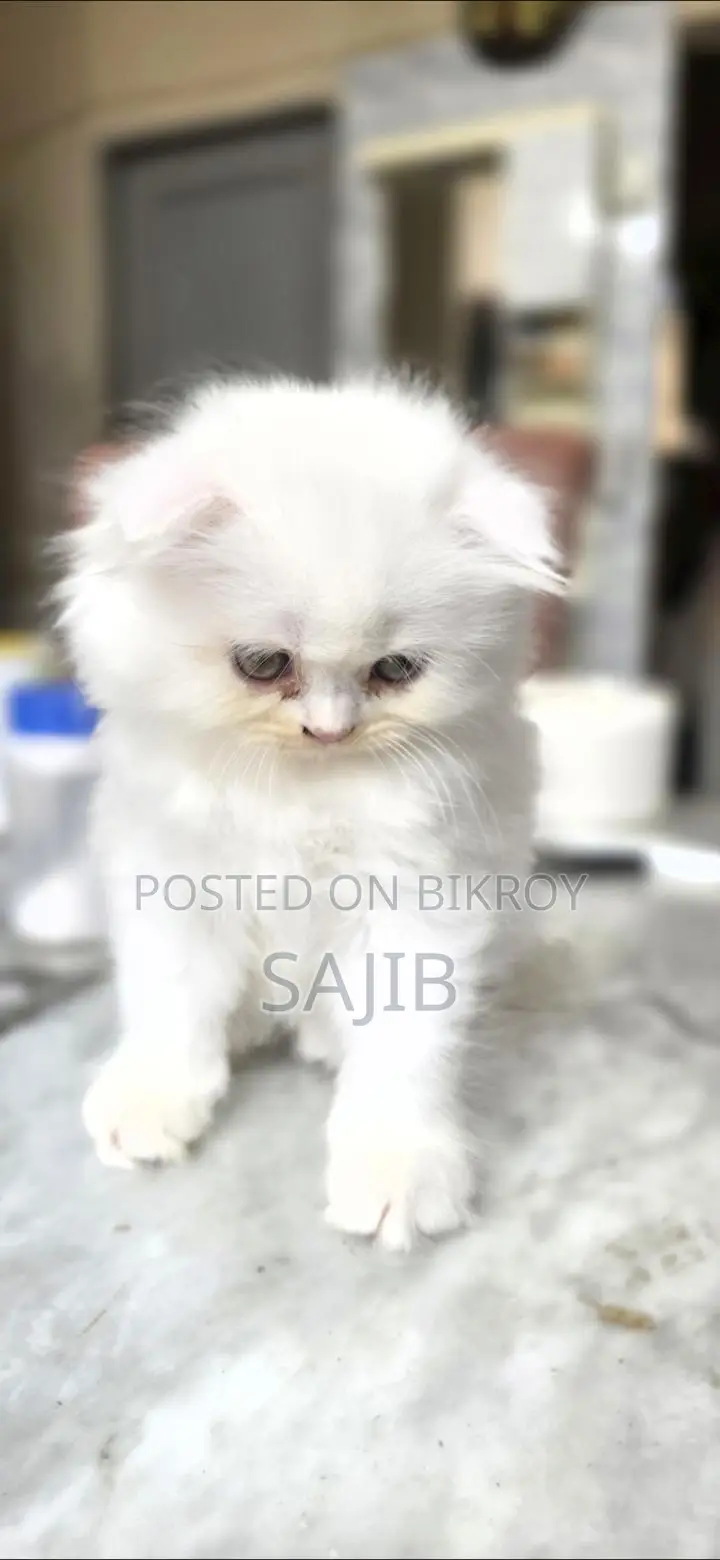 pure scottish fold female