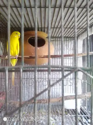 লুটিনো রেড আই