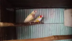 Gouldian Running Pair