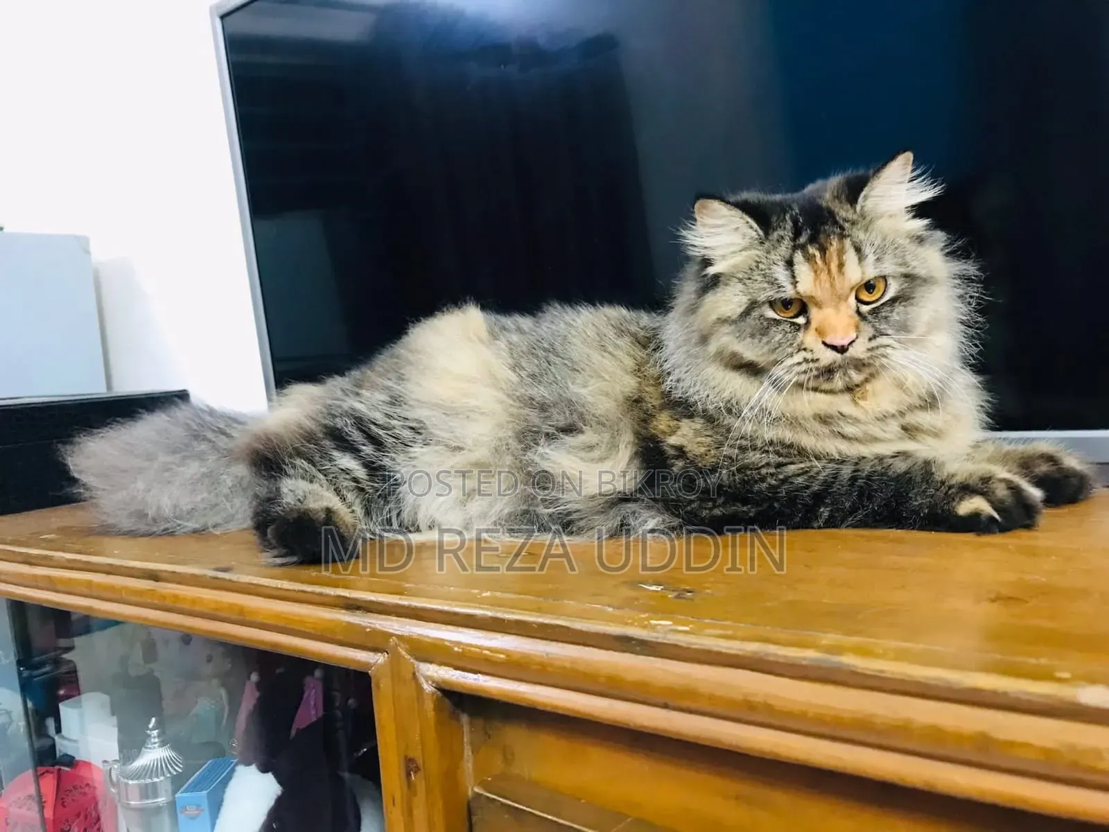 1+ Year Female Purebred Persian Cat
