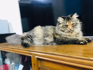 1+ Year Female Purebred Persian Cat