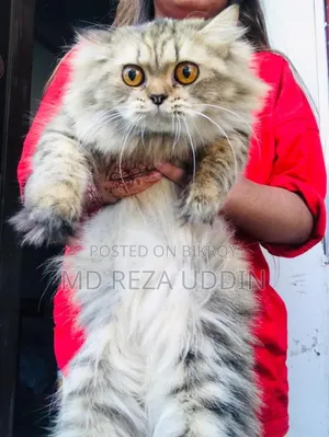 1+ Year Female Purebred Persian Cat