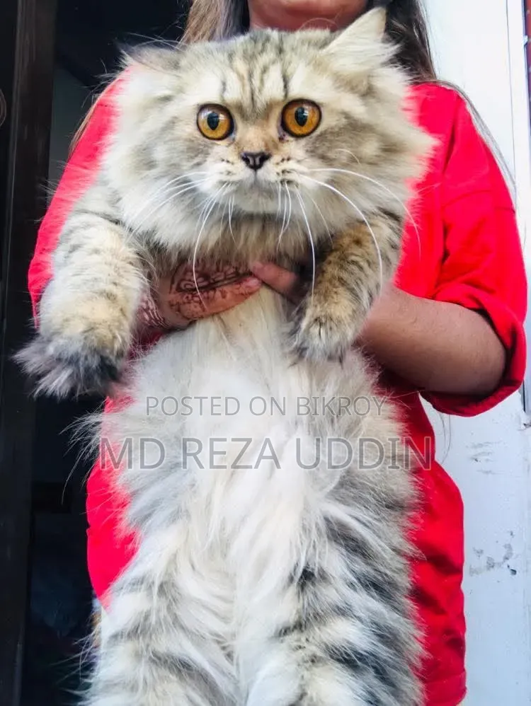 1+ Year Female Purebred Persian Cat