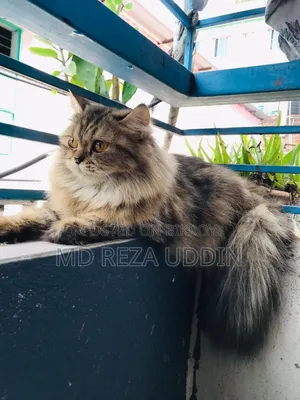 1+ Year Female Purebred Persian Cat