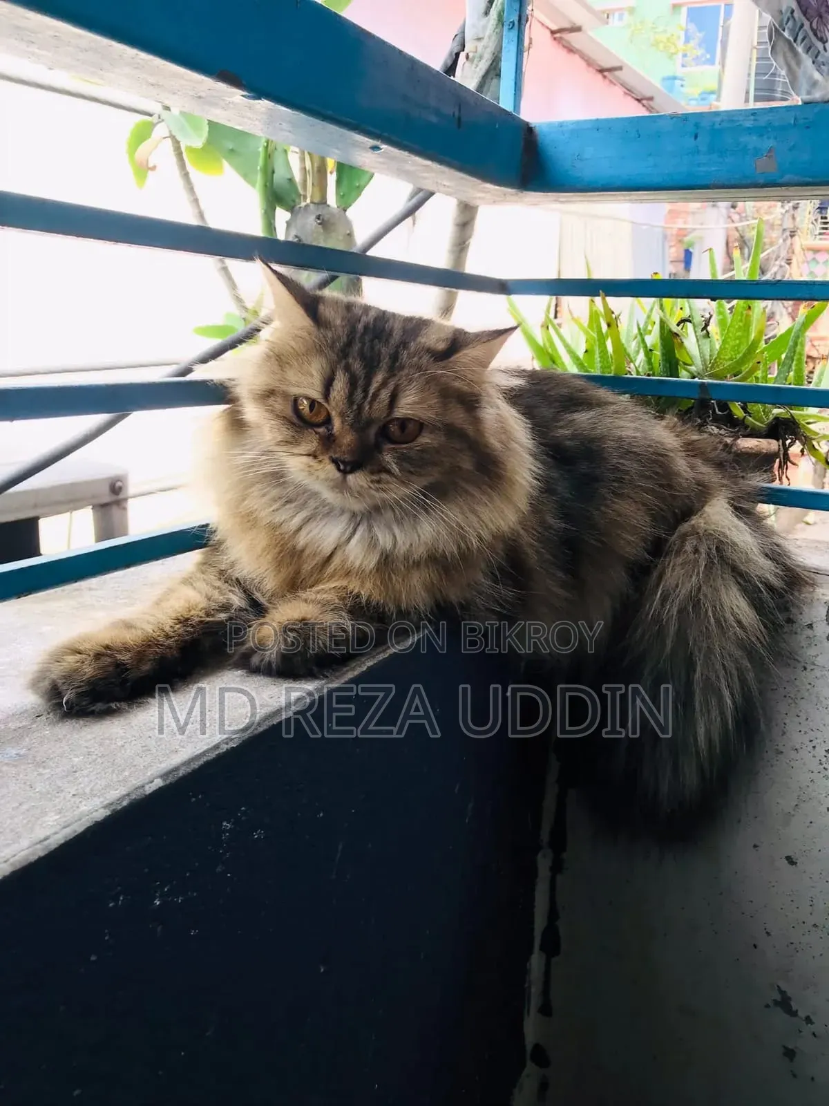1+ Year Female Purebred Persian Cat