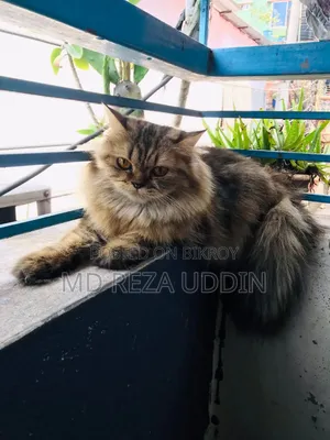 1+ Year Female Purebred Persian Cat