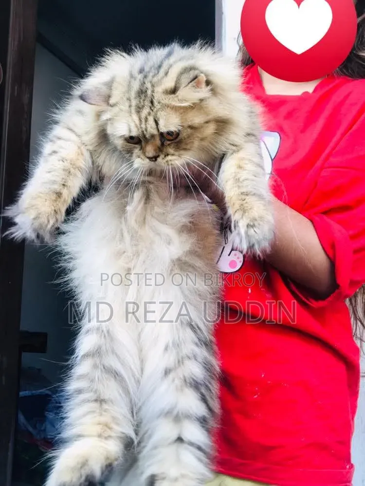 1+ Year Female Purebred Persian Cat
