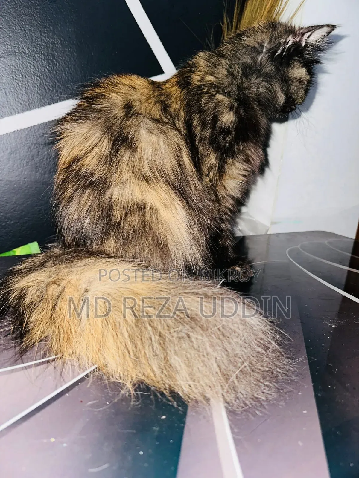 1+ Year Female Purebred Persian Cat