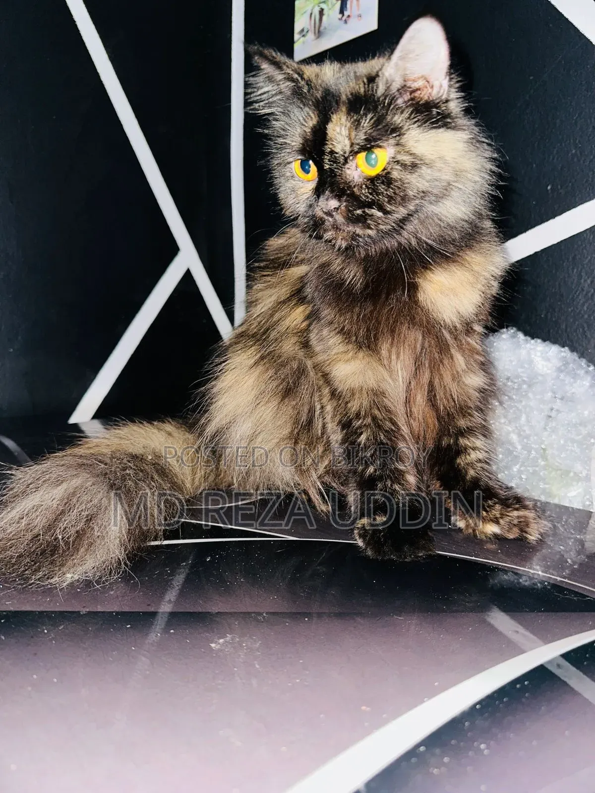 1+ Year Female Purebred Persian Cat