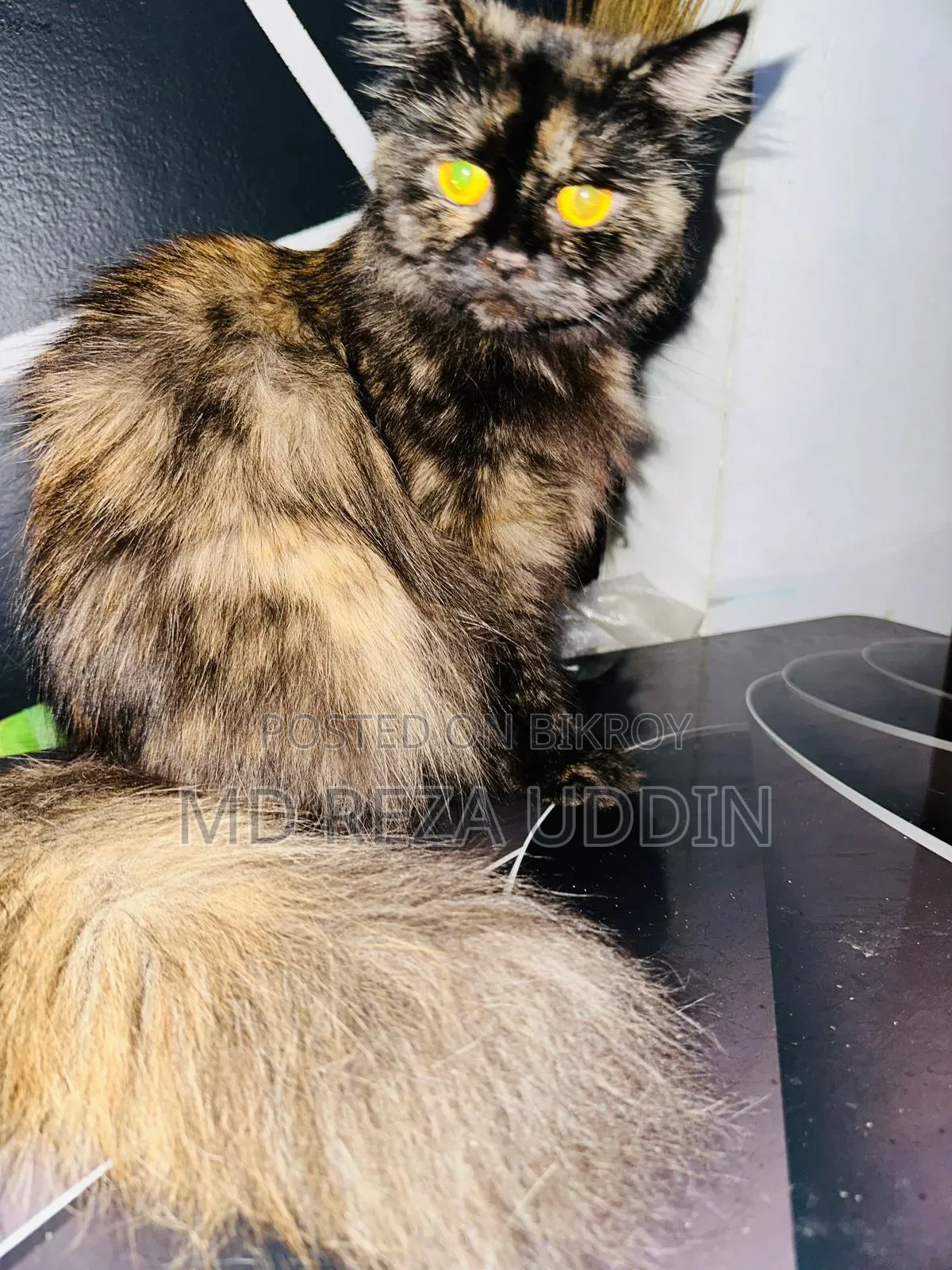 1+ Year Female Purebred Persian Cat