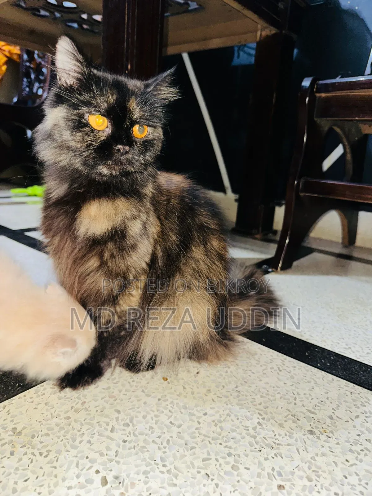 1+ Year Female Purebred Persian Cat