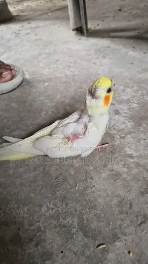 Lutino Tame Baby Bird