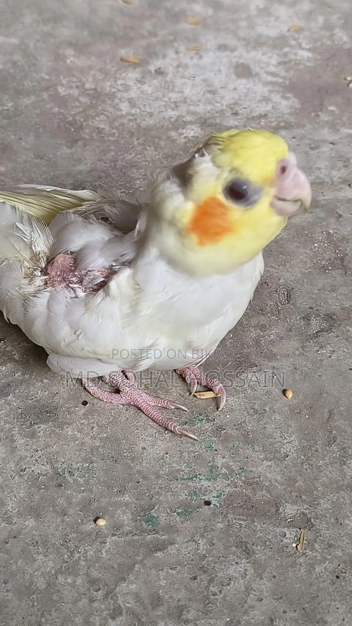 Lutino Tame Baby Bird
