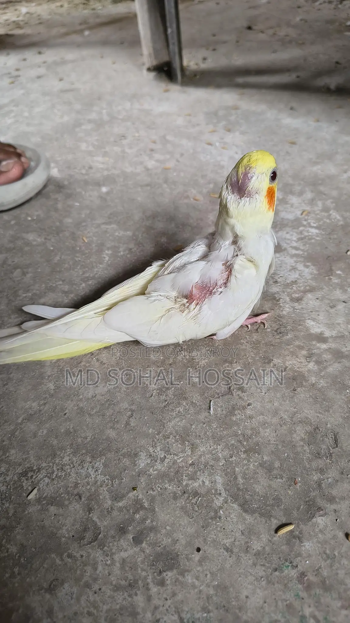Lutino Tame Baby Bird