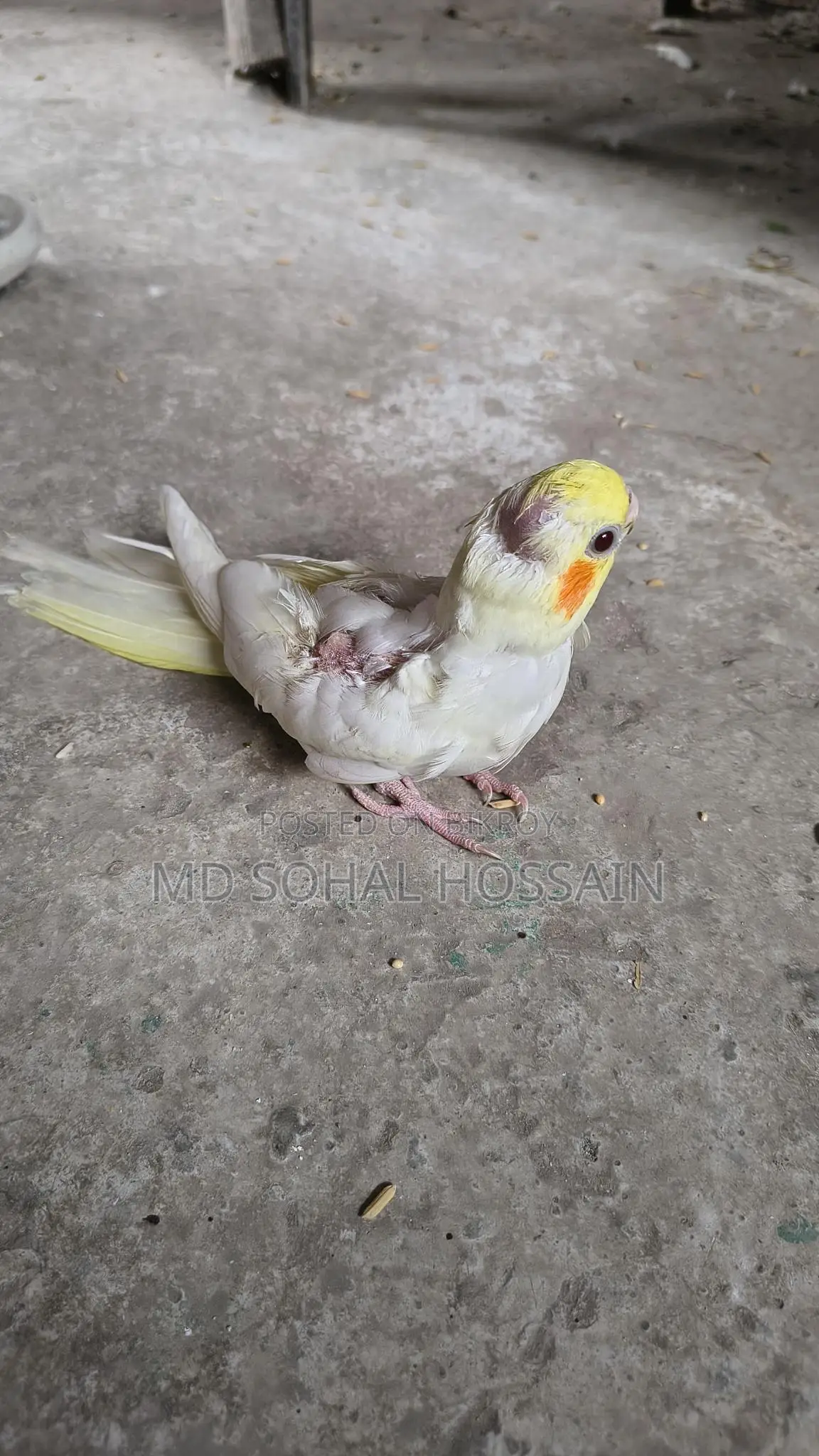 Lutino Tame Baby Bird
