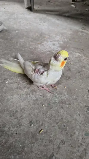 Lutino Tame Baby Bird