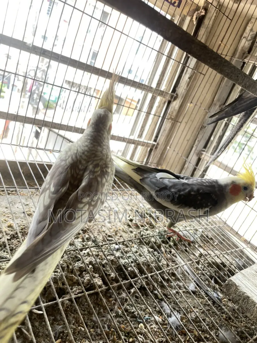 Cockatiel Running Pair for Sale