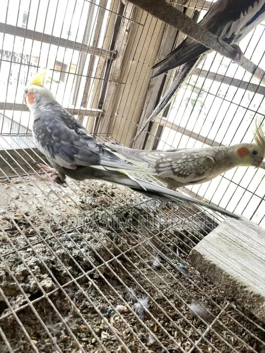 Cockatiel Running Pair for Sale