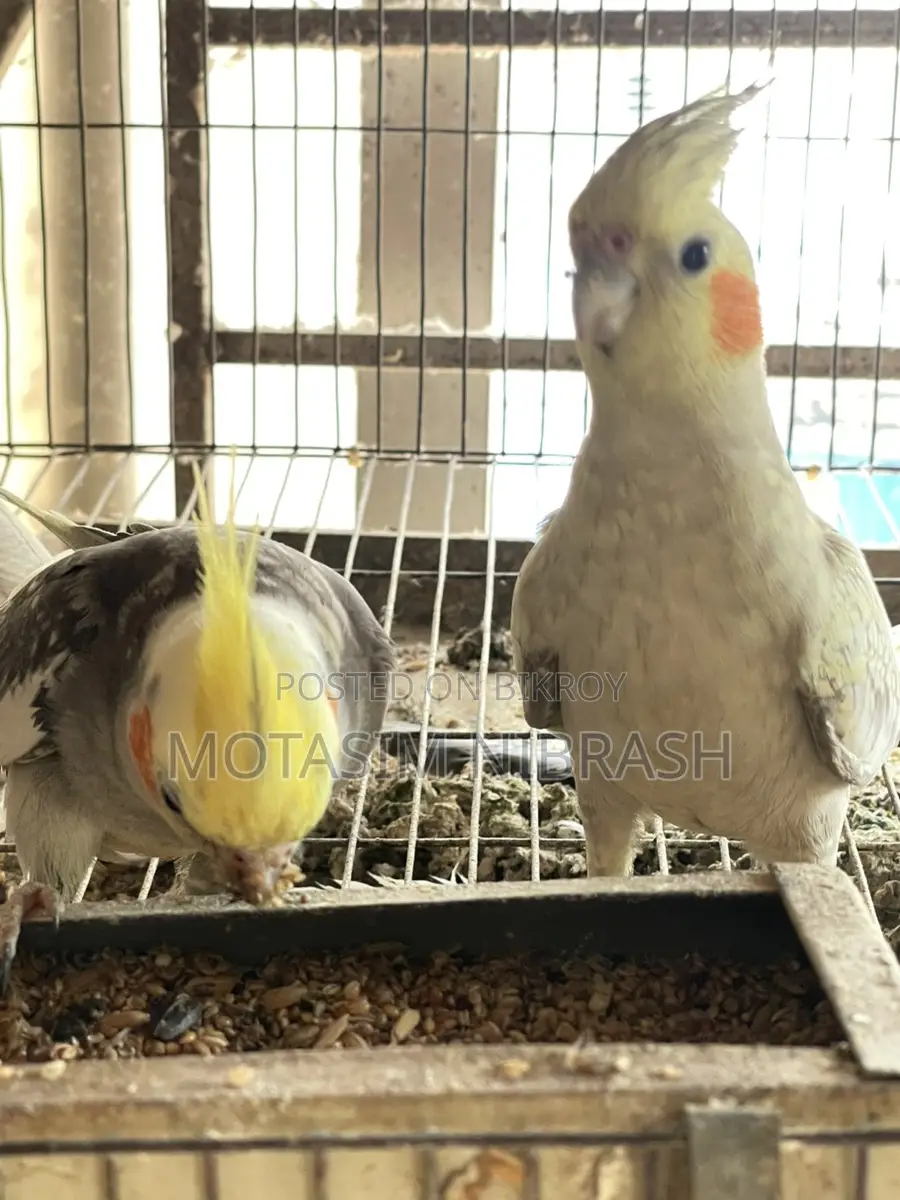 Cockatiel Running Pair for Sale