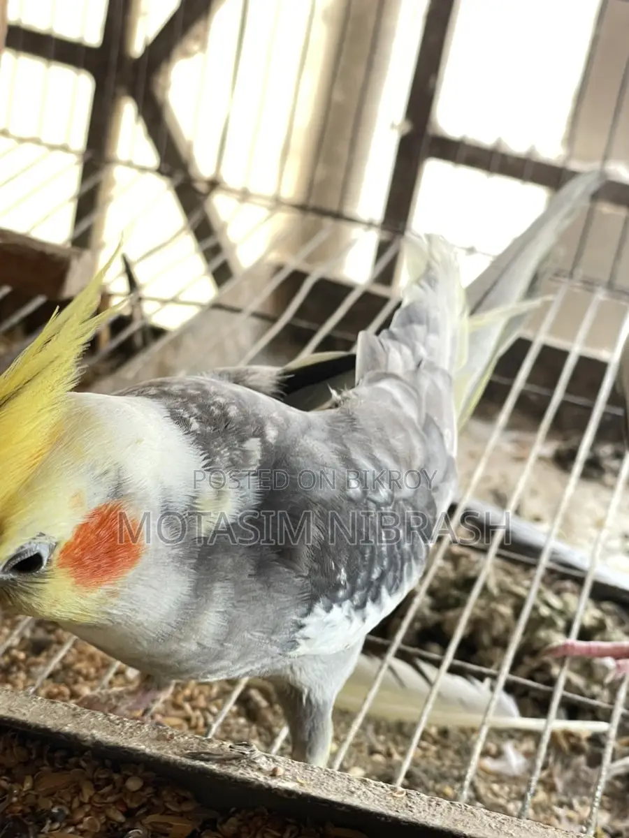 Cockatiel Running Pair for Sale