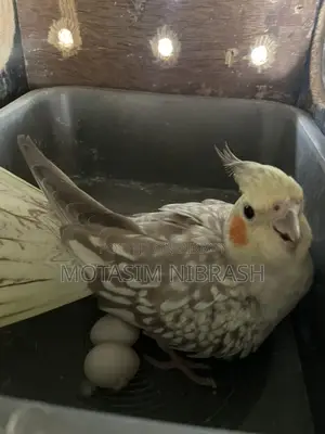 Cockatiel Running Pair for Sale