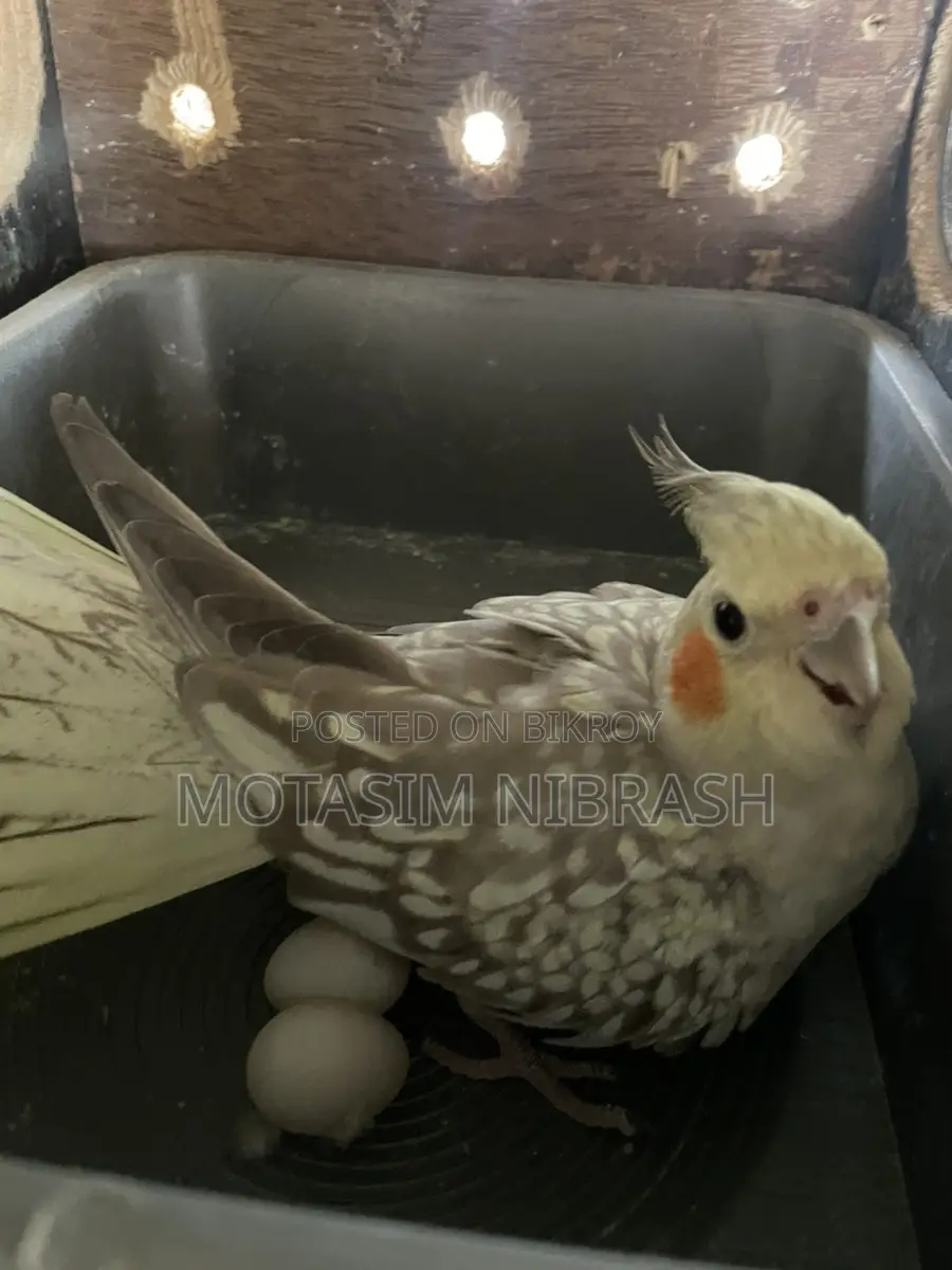 Cockatiel Running Pair for Sale