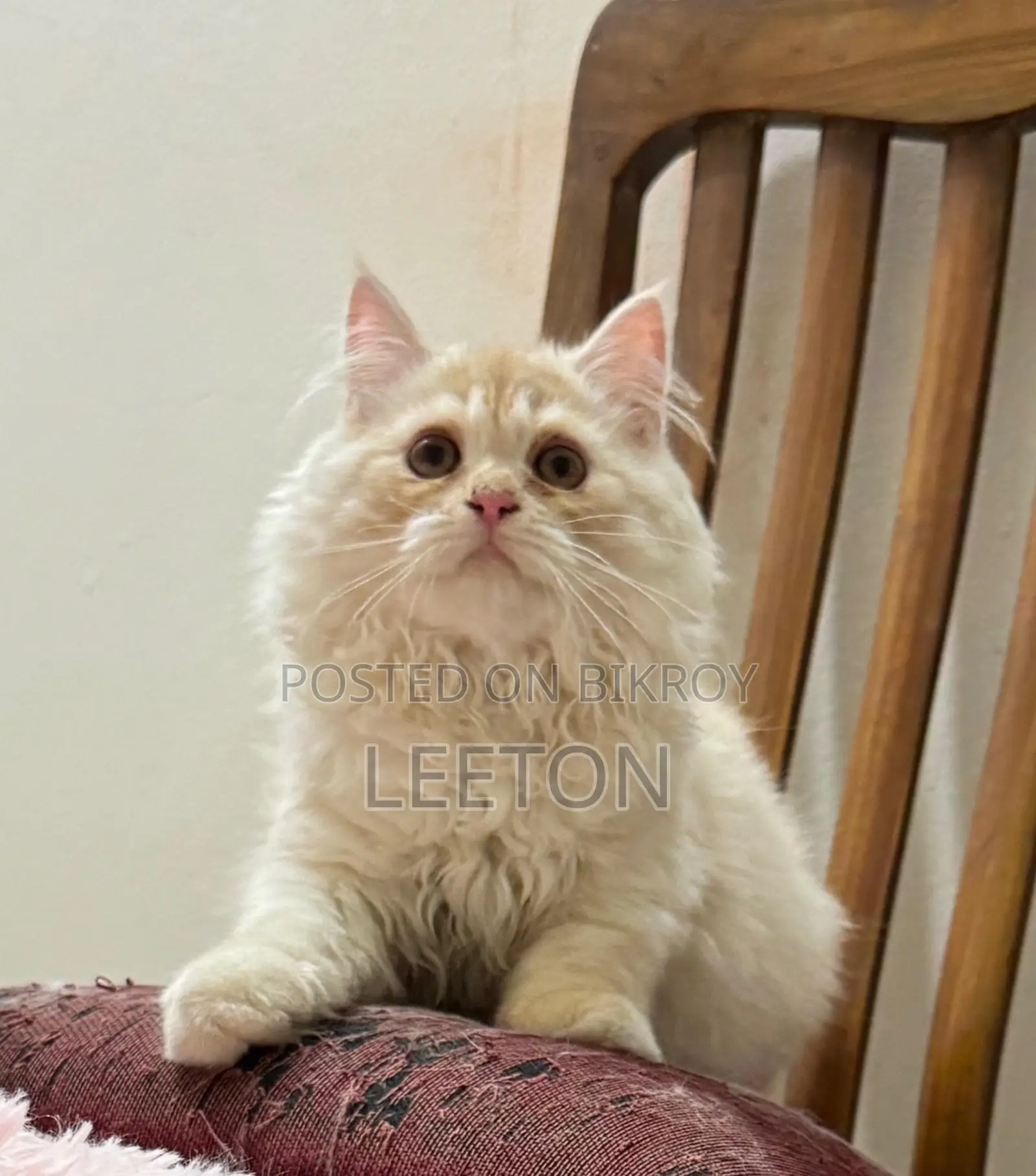 Triple Coat Pure Persian