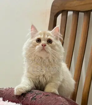 Triple Coat Pure Persian