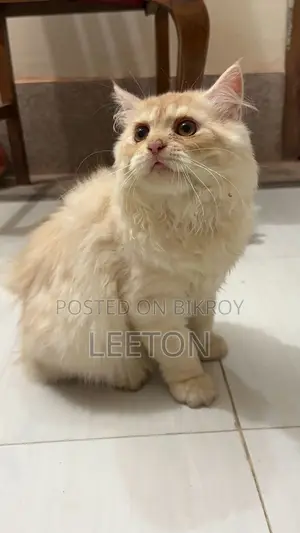 Triple Coat Pure Persian