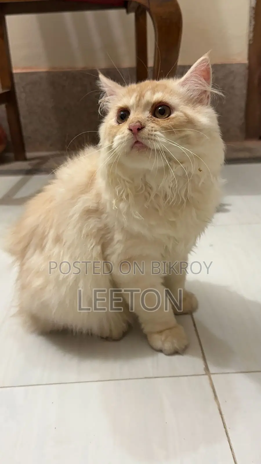 Triple Coat Pure Persian