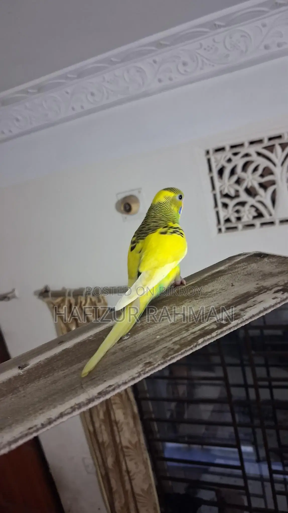 Budgie Female