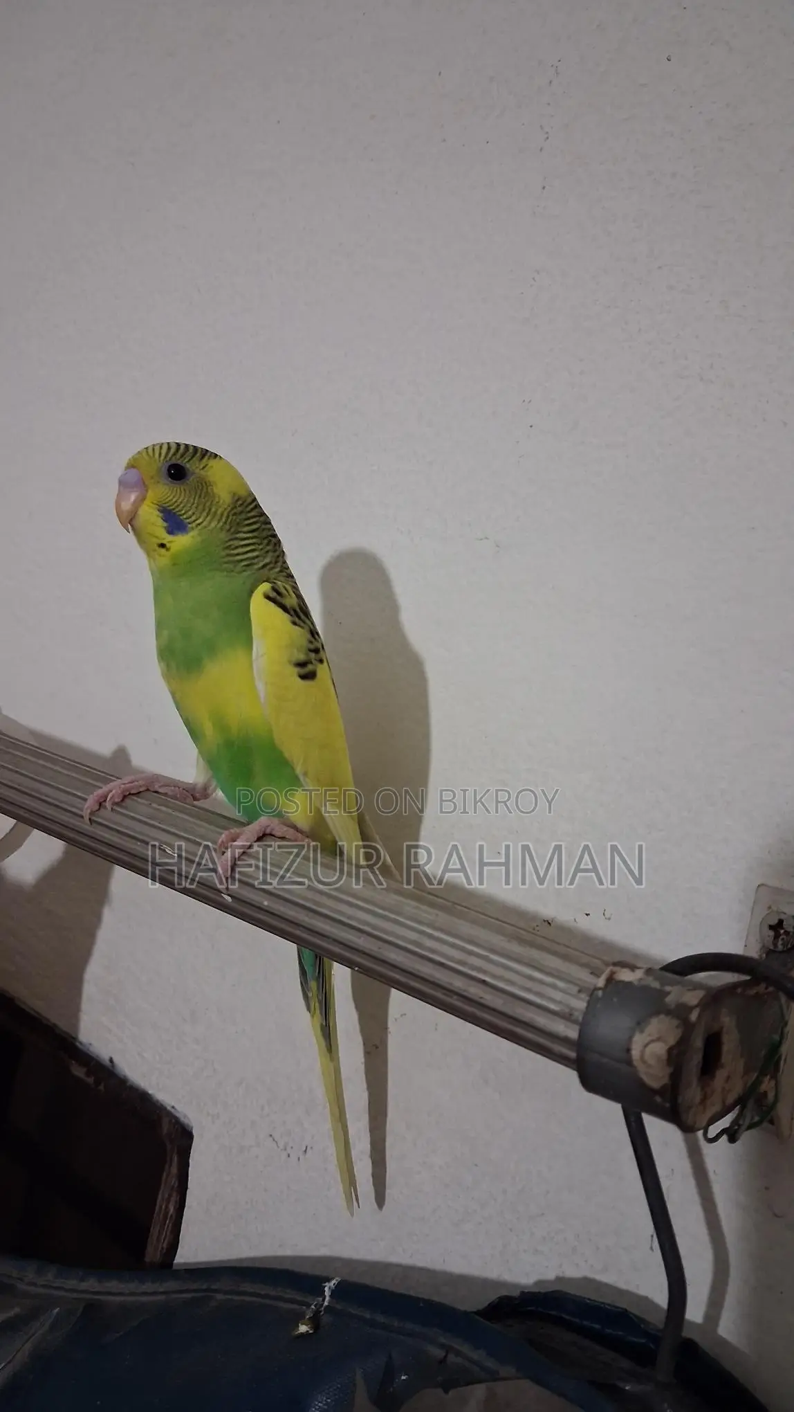 Budgie Female