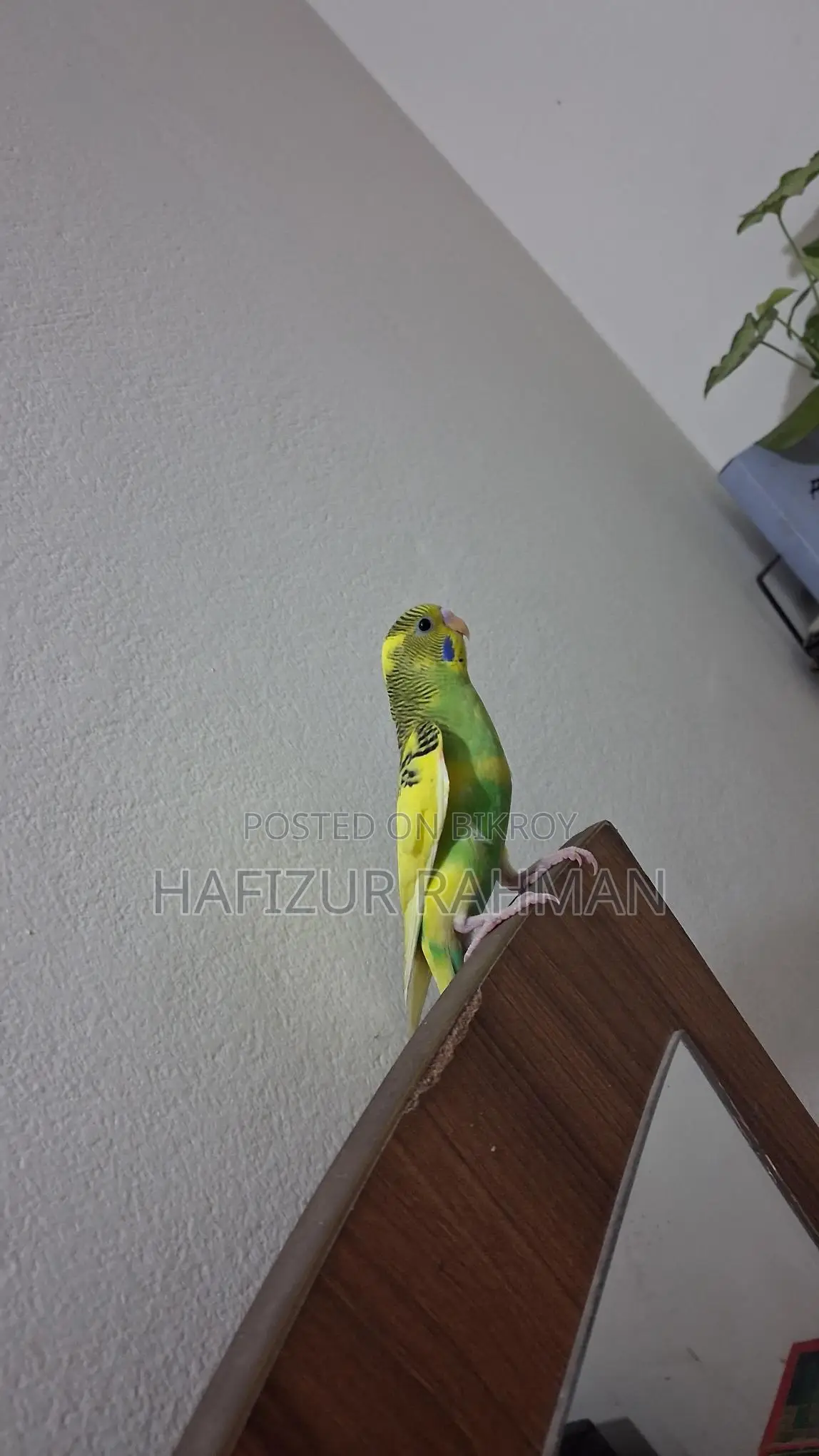 Budgie Female
