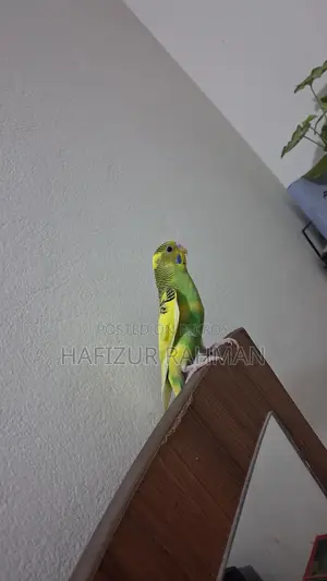 Budgie Female