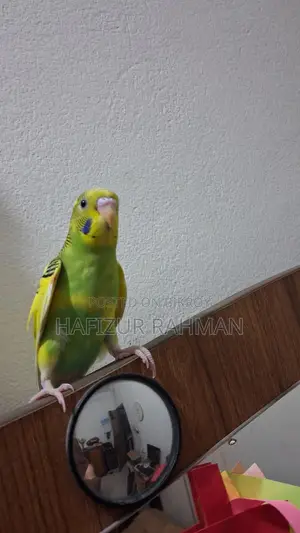 Budgie Female