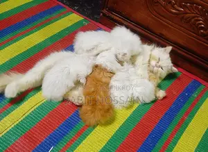 এডাল ফিমেল লং কোট কিটেন