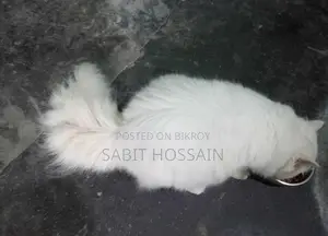 এডাল ফিমেল লং কোট কিটেন