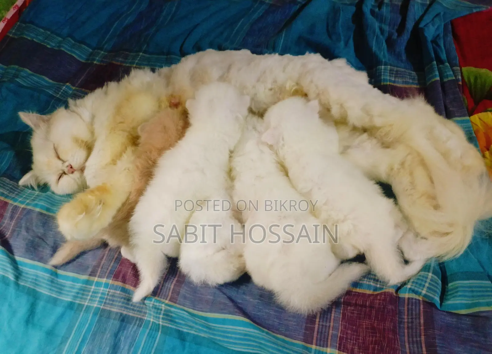 এডাল ফিমেল লং কোট কিটেন