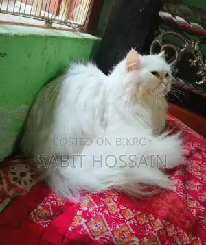 এডাল ফিমেল লং কোট কিটেন