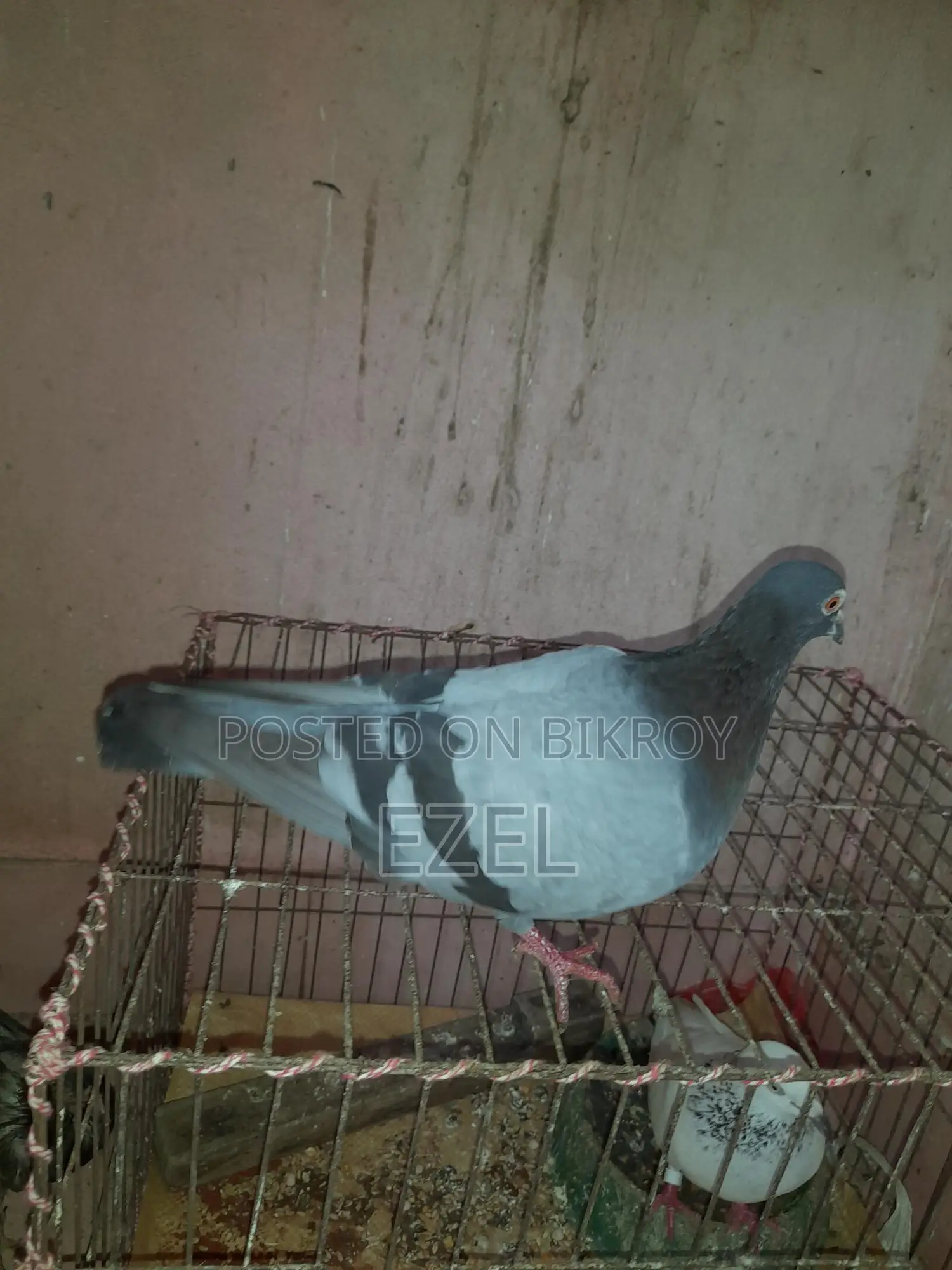Teddy + Racer + Giribaz Pigeons