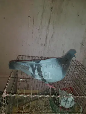 Teddy + Racer + Giribaz Pigeons