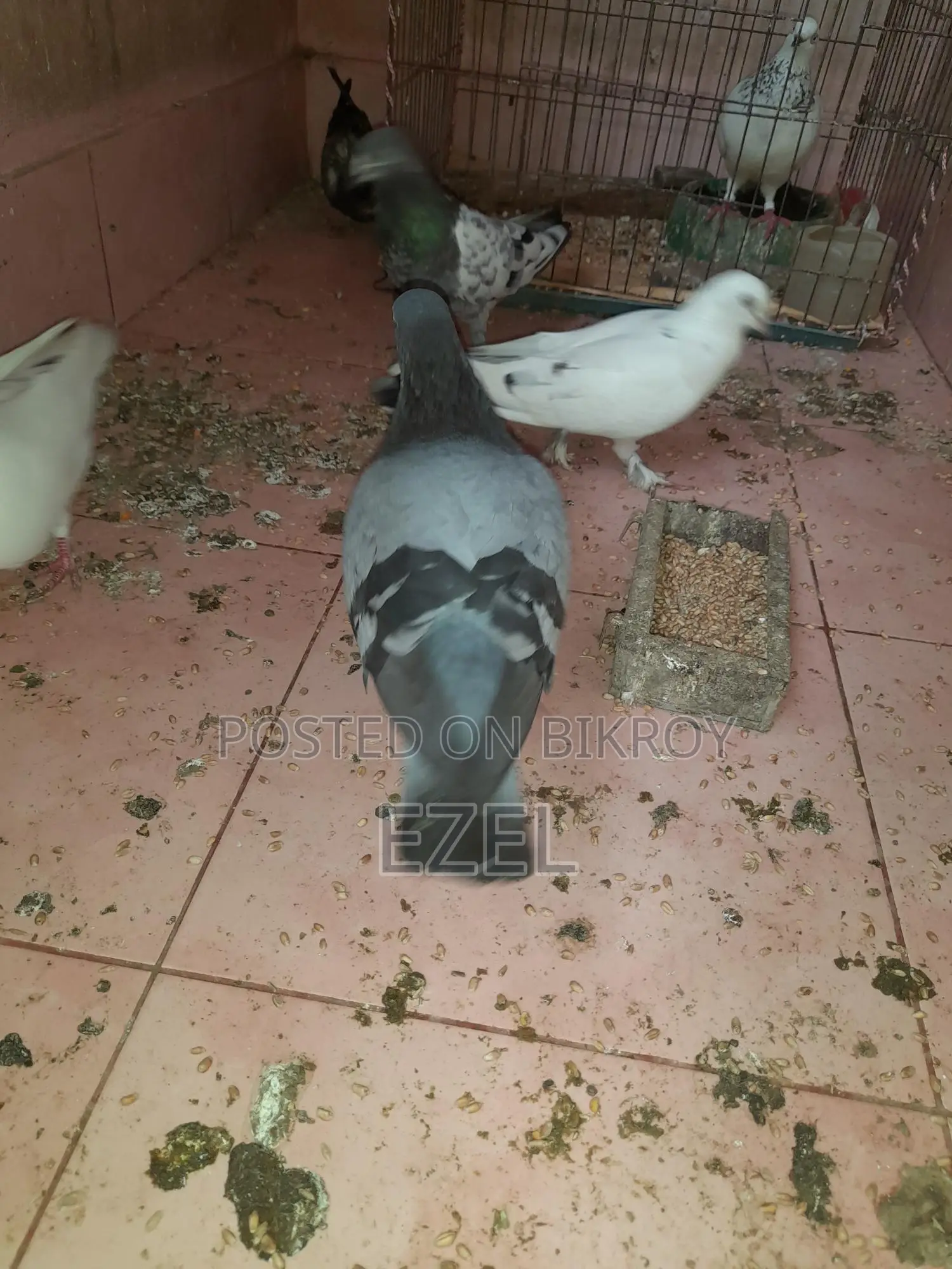 Teddy + Racer + Giribaz Pigeons