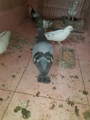 Teddy + Racer + Giribaz Pigeons
