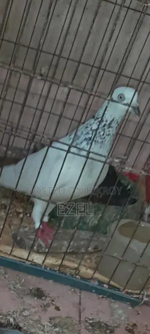 Teddy + Racer + Giribaz Pigeons
