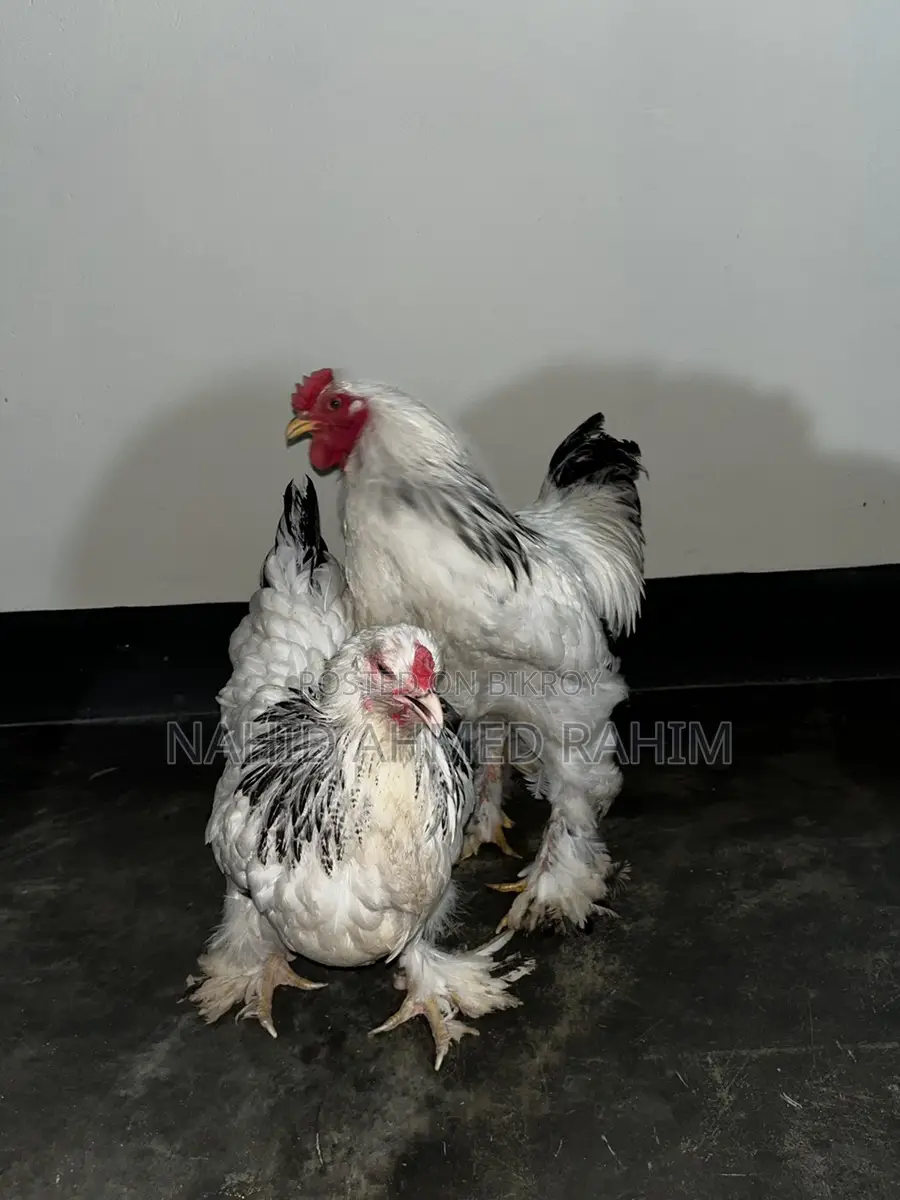 2 Brahma Roosters for Sale
