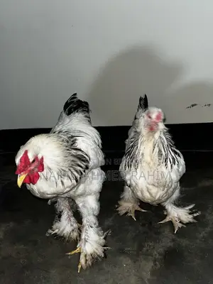 2 Brahma Roosters for Sale